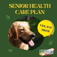 Senior Dog Health Care Plan, Bengaluru